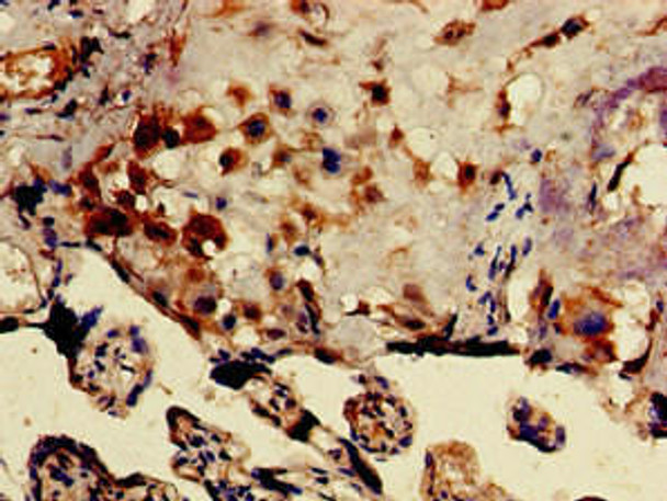 DRG1 Antibody (PACO51270)