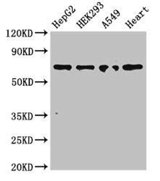 TRIM5 Antibody (PACO52798)