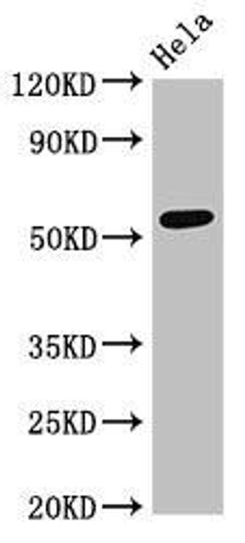 PTBP2 Antibody (PACO52898)