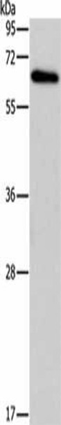 BIN1 Antibody (PACO14134)