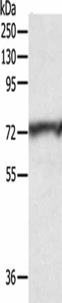CNNM3 Antibody (PACO14314)