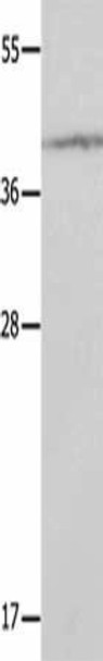 DAP3 Antibody (PACO14335)