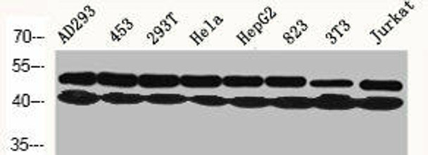 MAPK3/MAPK1 Antibody (PACO07163)