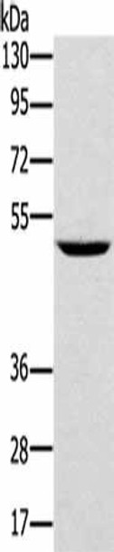 TRIM31 Antibody (PACO16995)