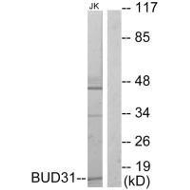 BUD31 Antibody (PACO21777)