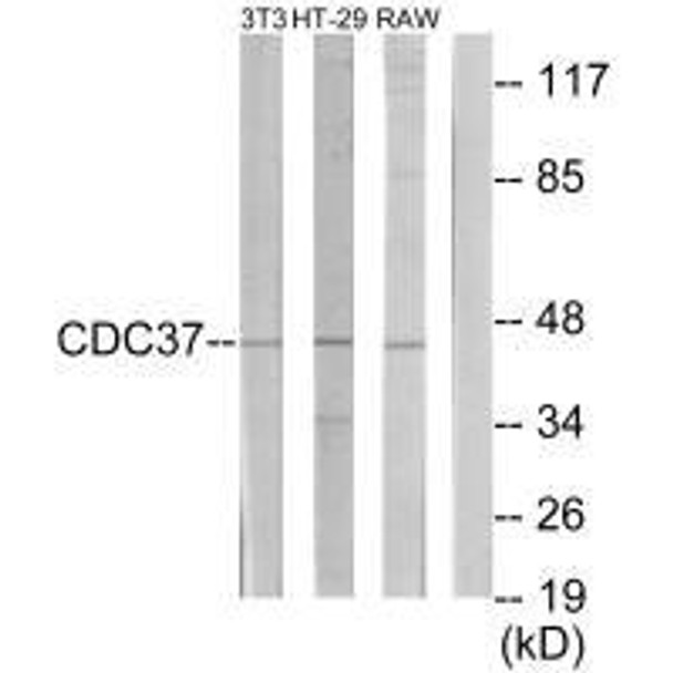 CDC37 Antibody (PACO22026)