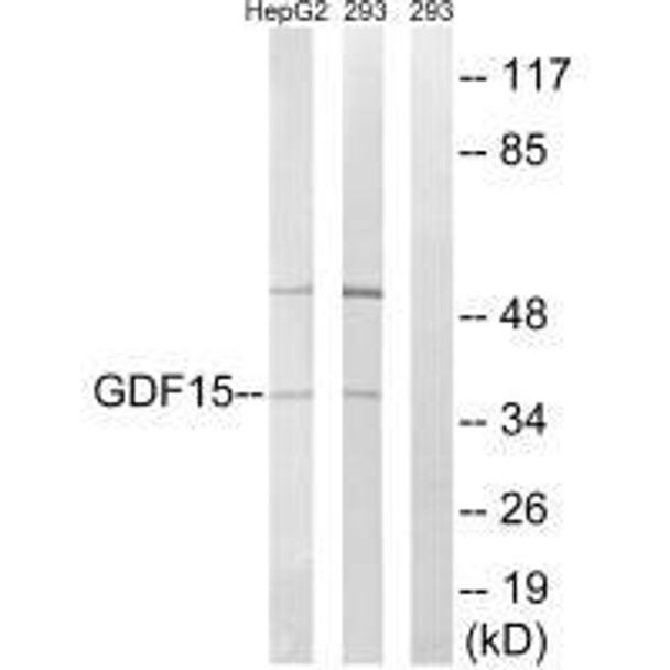 GDF15 Antibody (PACO22354)