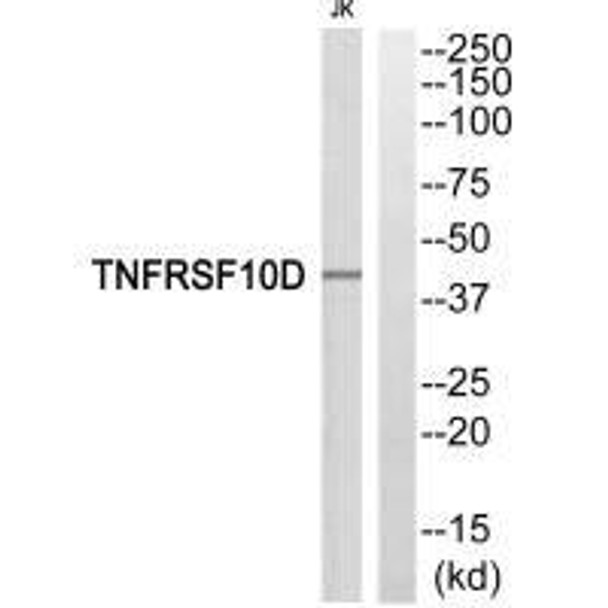 TNFRSF10D Antibody (PACO22819)