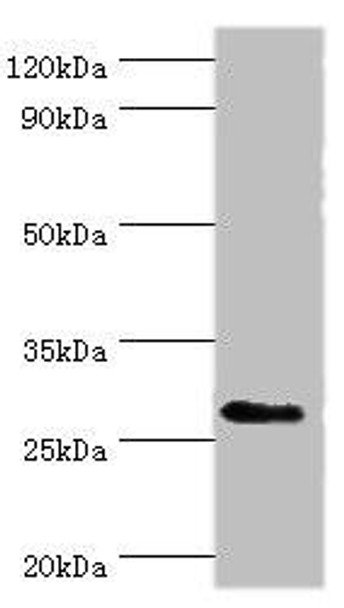 CD48 Antibody (PACO43073)