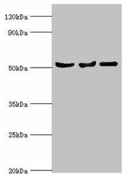 SERPINA10 Antibody (PACO43367)