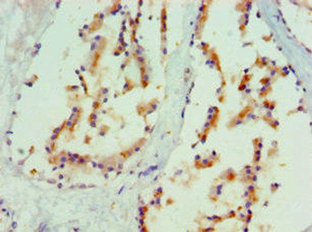 MAPK13 Antibody (PACO43524)