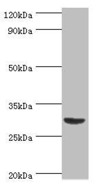 TNFSF13B Antibody (PACO43559)