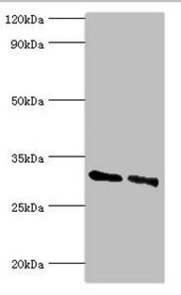 KCTD15 Antibody (PACO43813)