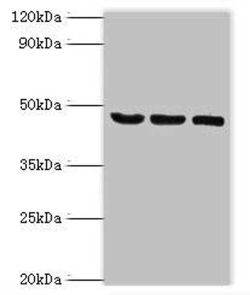 SYT11 Antibody (PACO43839)