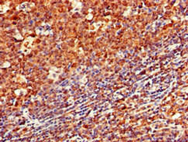 CD79A Antibody (PACO49454)