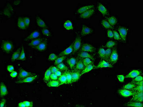 PIK3CG Antibody (PACO50166)