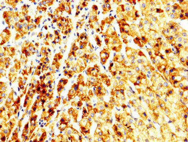 ALG11 Antibody (PACO56470)