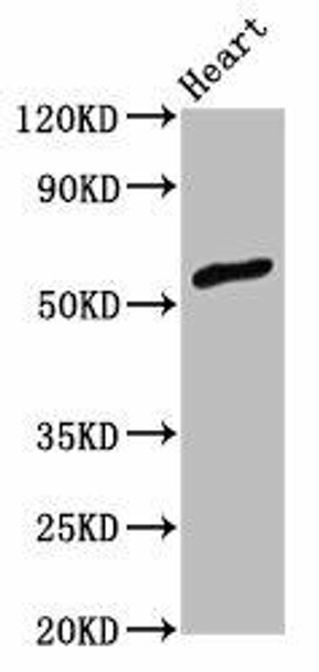 ZNF703 Antibody (PACO58052)