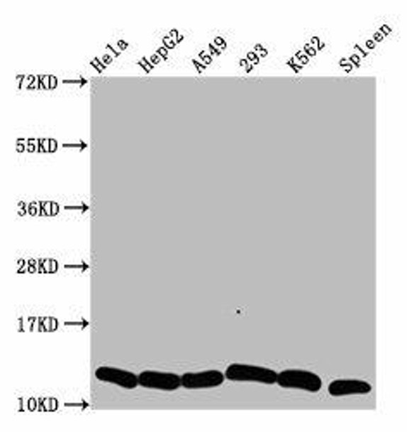 HIST1H4A (Ab-5) Antibody (PACO58642)