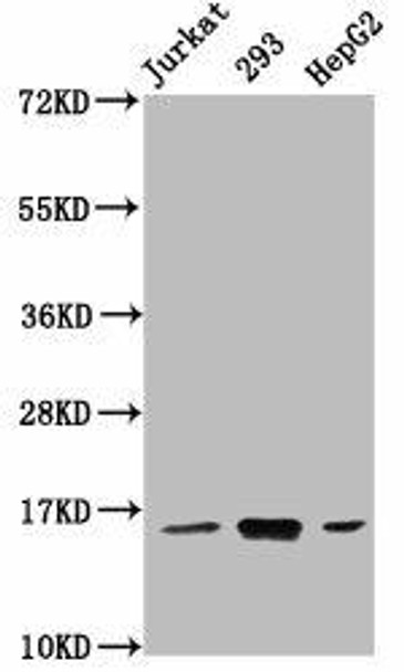 HIST1H3A (Ab-9) Antibody (PACO60523)