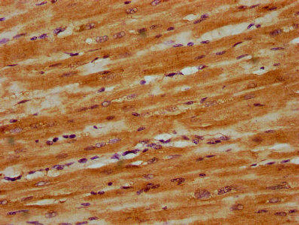 DNAJC15 Antibody (PACO60889)