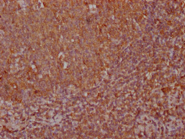 CXCL12 Antibody (PACO64067)