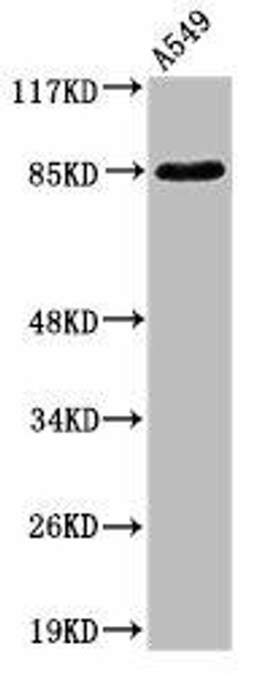 ADAM10 Antibody (PACO00005)