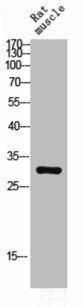 CEBPD/CEBPE Antibody (PACO06937)