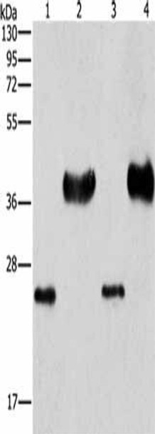 LIN28B Antibody (PACO19174)