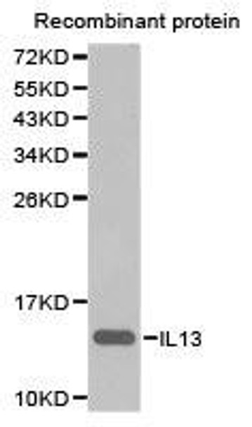IL13 Antibody (PACO21243)