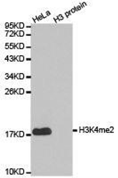 Histone H3K4me2 Antibody (PACO24572)