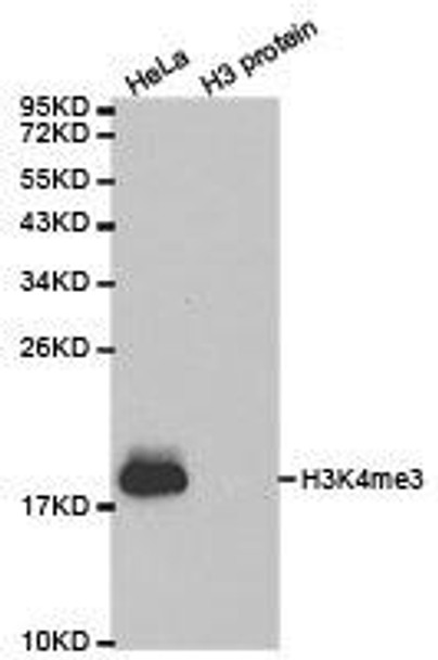 Histone H3K4me3 Antibody (PACO24573)