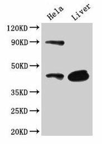 CD46 Antibody (PACO25596)