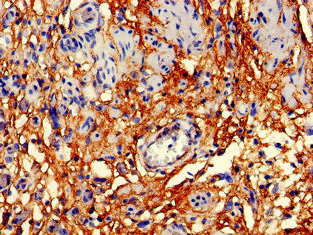 CD59 Antibody (PACO25604)