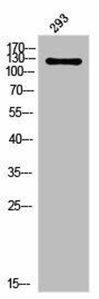 USP40 Antibody (PACO02994)