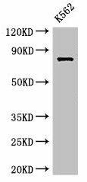 IL12RB1 Antibody (PACO49694)