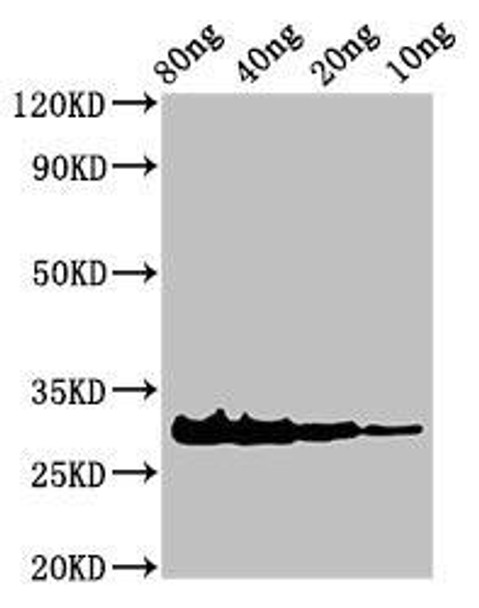 Snaclec rhodocytin subunit alpha Antibody (PACO53938)
