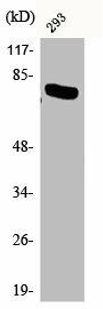 Phospho-RELA (T254) Antibody (PACO00243)