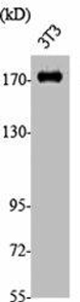 Phospho-EGFR (Y1197) Antibody (PACO06115)