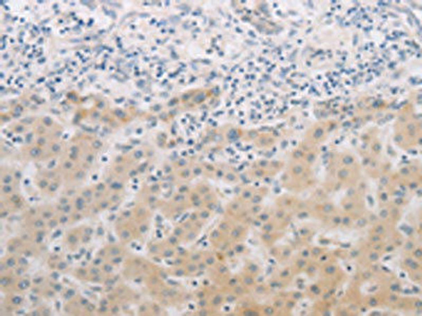 PGA3/PGA4/PGA5 Antibody (PACO18354)