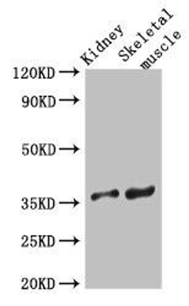 SLC25A32 Antibody (PACO41058)