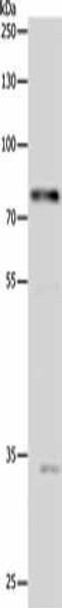 STAT1 Antibody (PACO13873)