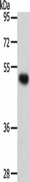 SMAD5 Antibody (PACO13918)