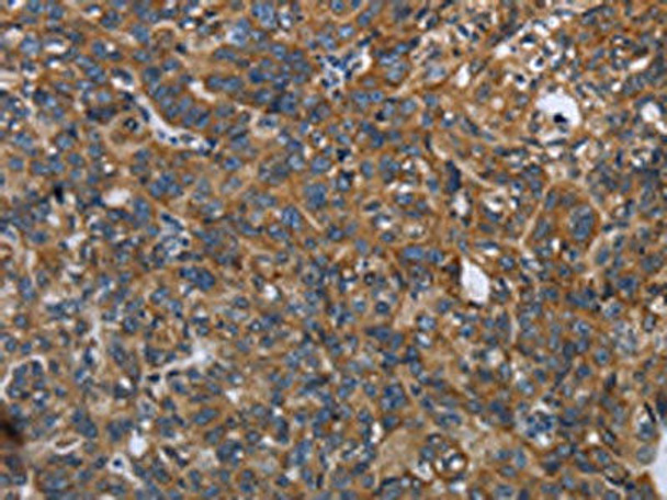 LGALS2 Antibody (PACO14448)