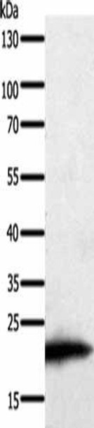 PARK7 Antibody (PACO14844)