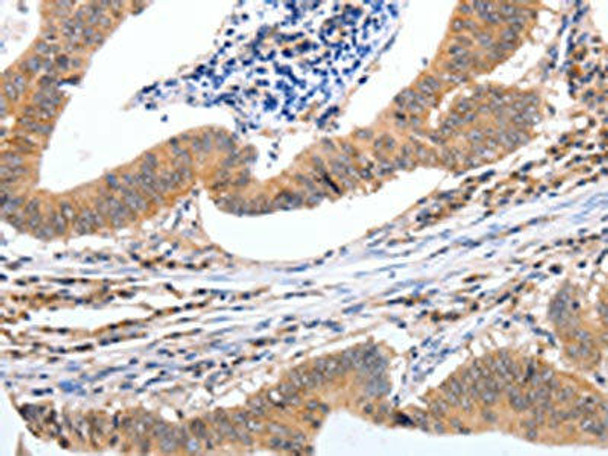 PGC Antibody (PACO14872)