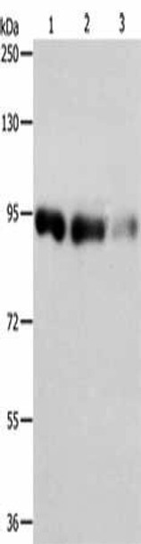PIWIL4 Antibody (PACO14878)