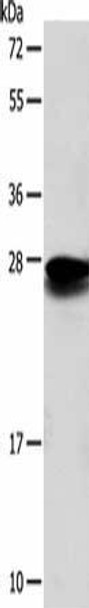 SOD2 Antibody (PACO15020)