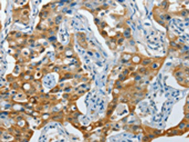 NOL3 Antibody (PACO15483)