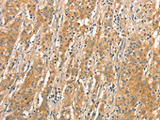 TLR3 Antibody (PACO15597)